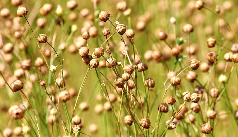 Linseed Oil For Sale