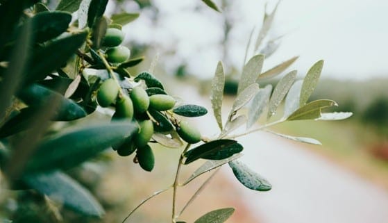 Olive Oil For Sale