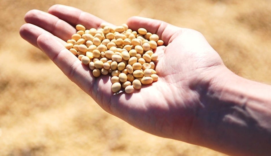 Soybean Oil For Sale